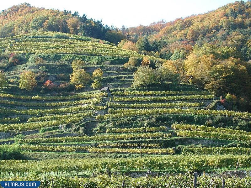 ما هي المصطبة الزراعية