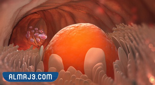 ماذا أفعل أيام التبويض لكي أحمل بولد؟