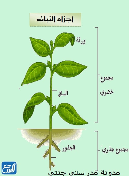 صورة اجزاء النبتة