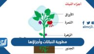 مطوية النباتات وأجزاؤها doc pdf
