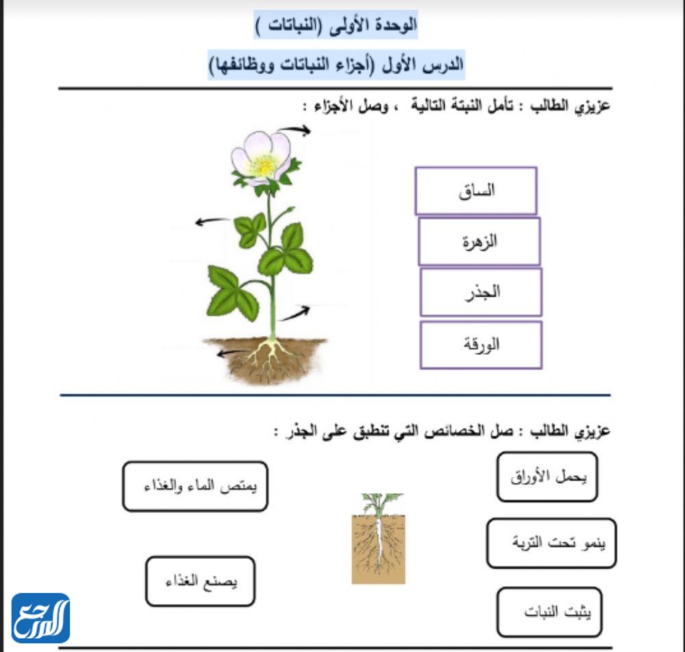 الجزء الذي يوجد داخل الساق في النبات