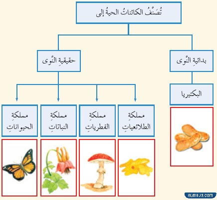 مطوية تصنيف المخلوقات الحية للصف الخامس