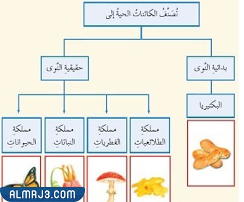 مطوية علوم رابع تصنيف المخلوقات الحية