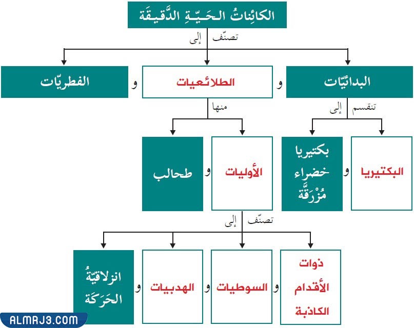 مطوية علوم رابع تصنيف المخلوقات الحية