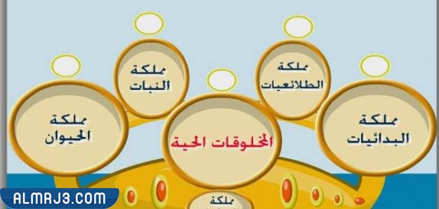 مطوية علوم رابع تصنيف المخلوقات الحية