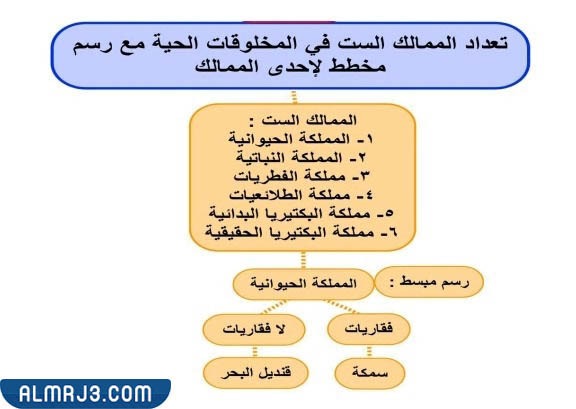 مطوية علوم رابع تصنيف المخلوقات الحية