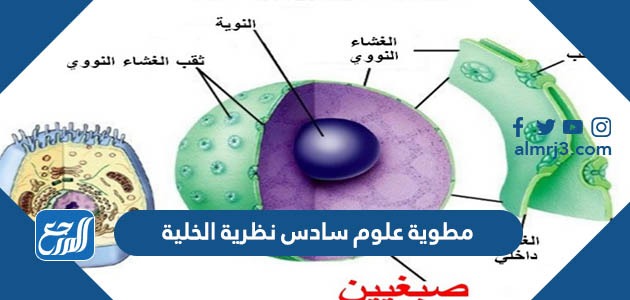 مطوية علوم سادس نظرية الخلية