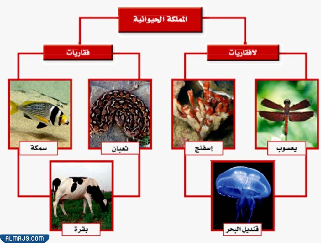 تصنيف مملكة الحيوانات