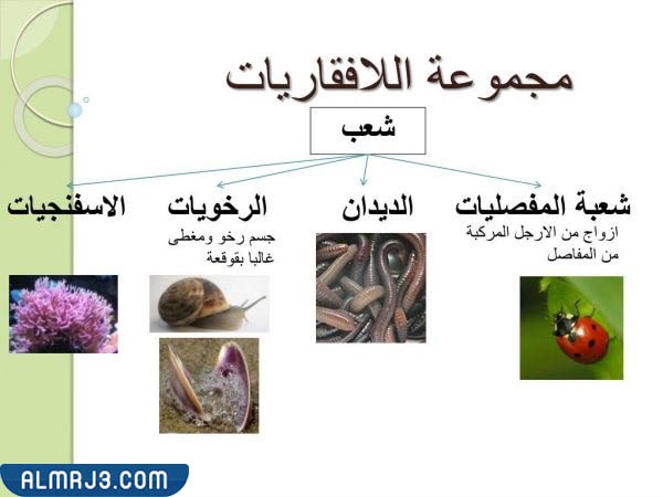 مطوية عن الحيوانات الفقارية واللافقارية