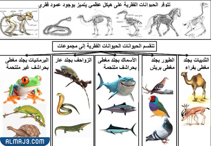 ( اي من الحيوانات التالية لا يمتلك مثانة بولية )