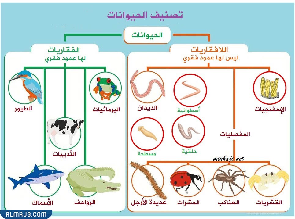 مطوية عن الحيوانات الفقارية واللافقارية
