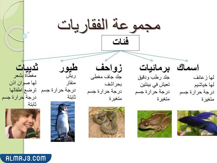 ( اي من الحيوانات التالية لا يمتلك مثانة بولية )