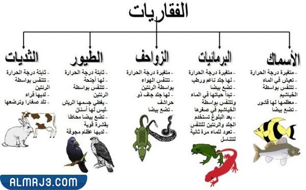 مطوية عن الحيوانات الفقارية واللافقارية