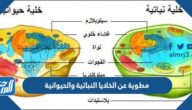 مطوية عن الخلايا النباتية والحيوانية