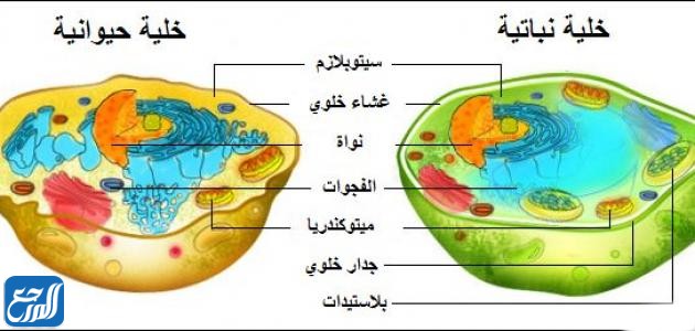 مطوية عن الخلايا النباتية والحيوانية