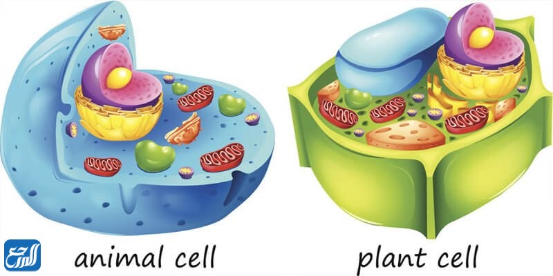 مطوية عن الخلايا النباتية والحيوانية
