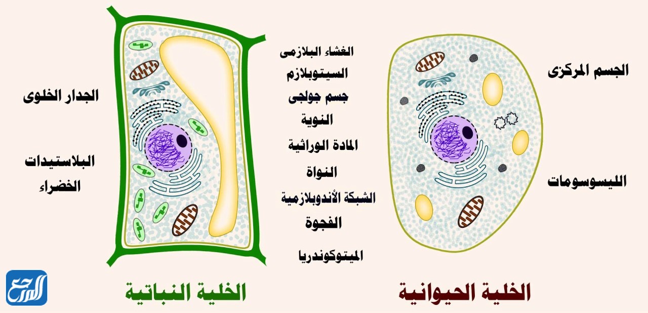 مطوية عن الخلايا النباتية والحيوانية
