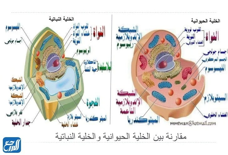 الخلايا هي وحدات بنائية تكون أجسام جميع المخلوقات الحية