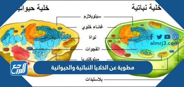 مطوية عن الخلايا النباتية والحيوانية
