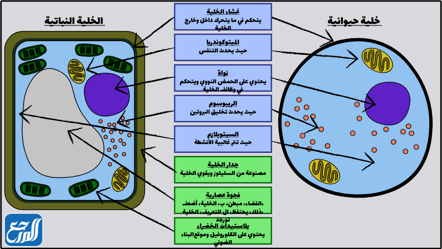 جميع الخلايا النباتية تشبه