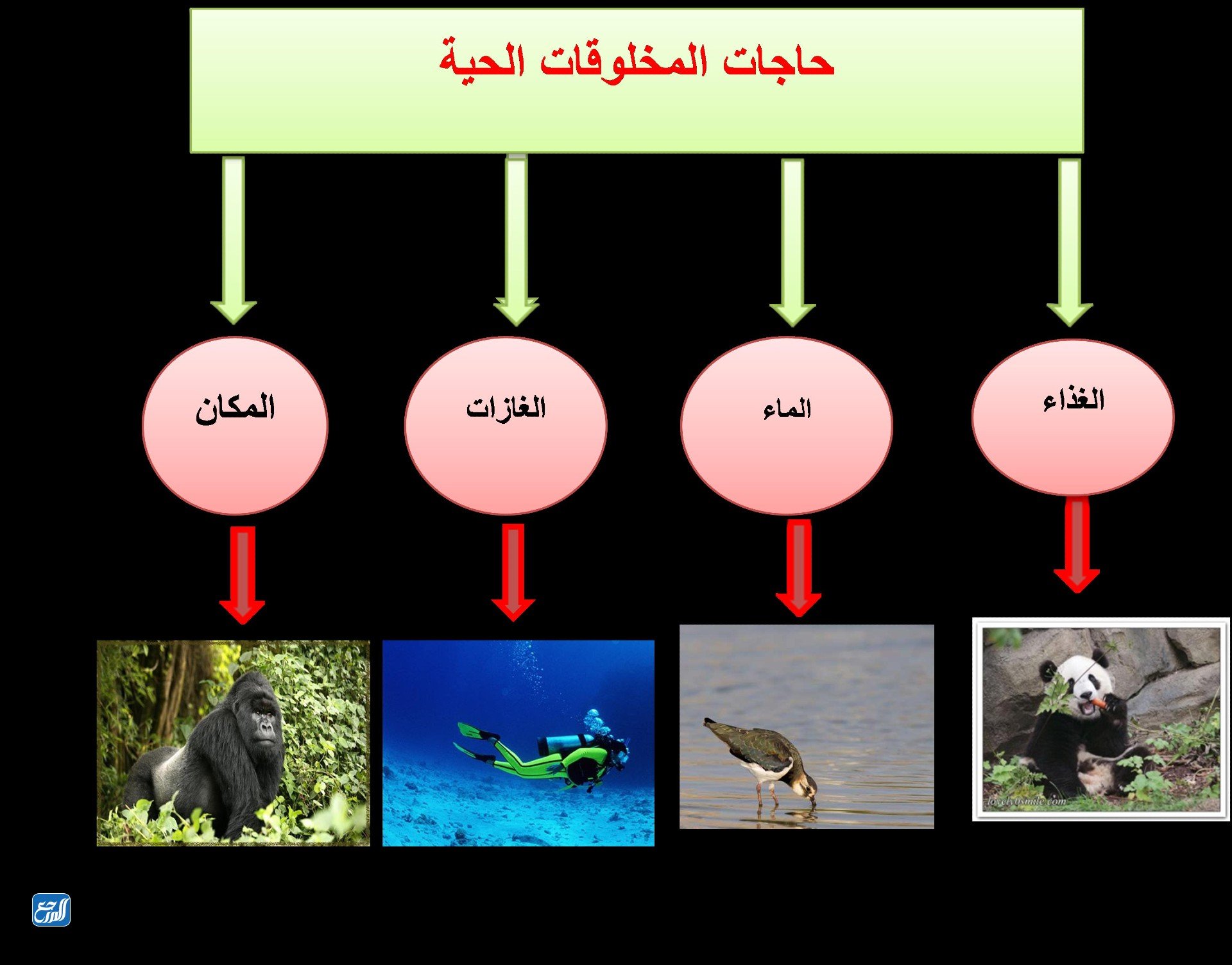 ( اختر الإجابة الصحيحة مما يلي أي المخلوقات الحية تصنف مخلوقا حيا متعدد الخلايا ولايصنع غذائه بنفسه )