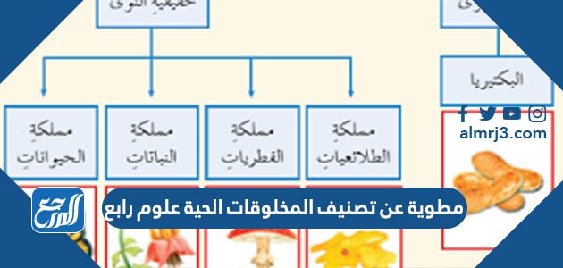 مطوية عن تصنيف المخلوقات الحية علوم رابع
