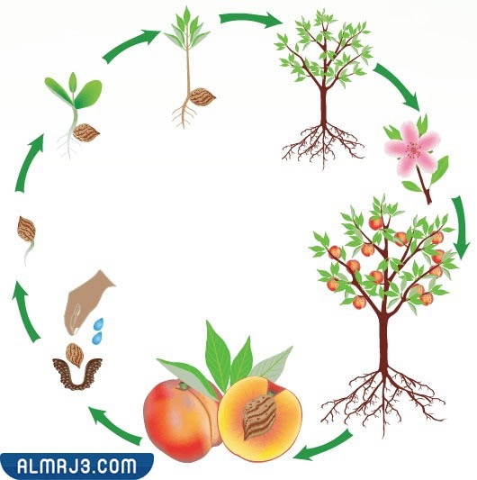 مطوية عن دورة حياة النبات جاهزة للطباعة