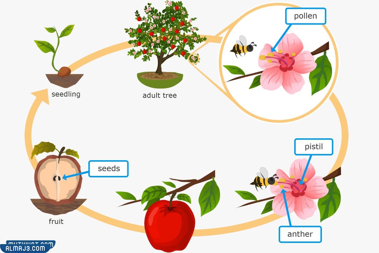 مطوية عن دورة حياة النبات جاهزة للطباعة