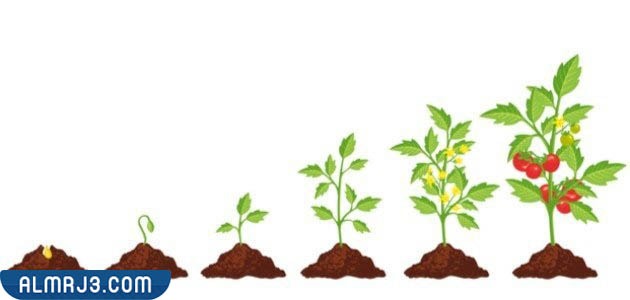 مطوية عن دورة حياة النبات جاهزة للطباعة