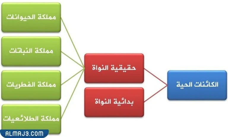 مطويه عن تصنيف المخلوقات الحيه