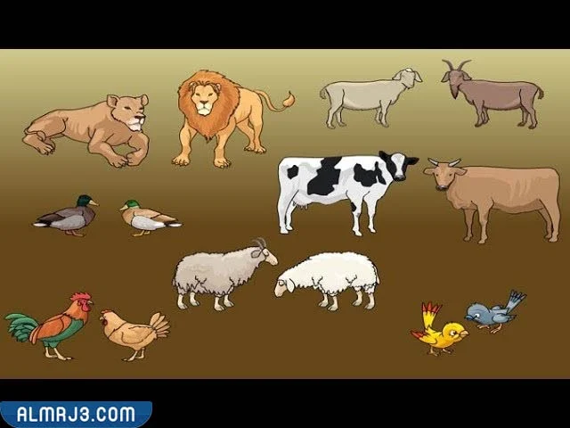 مطويه عن تصنيف المخلوقات الحيه