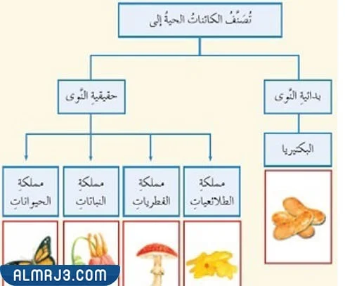 مطويه عن تصنيف المخلوقات الحيه
