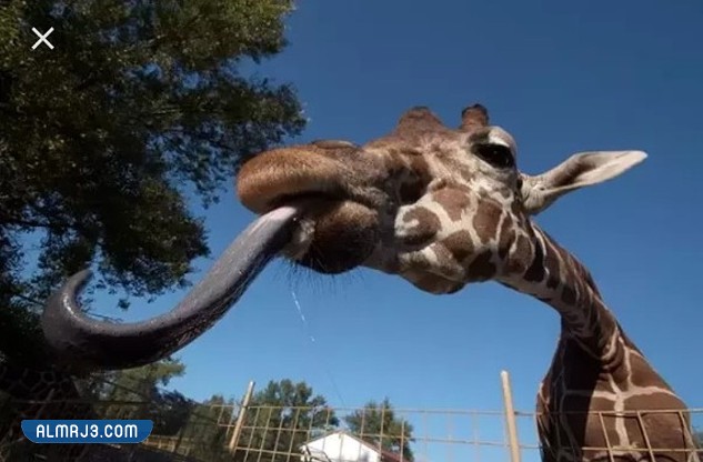 معلومات غريبة قد تكون جديدة عليك بالصور