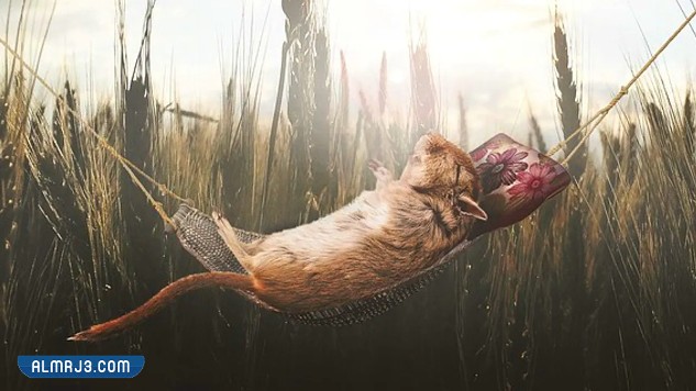 معلومات غريبة قد تكون جديدة عليك بالصور