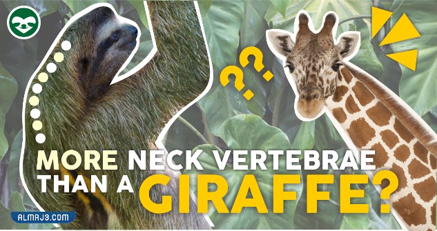 معلومات غريبة قد تكون جديدة عليك بالصور