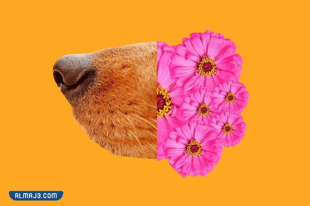 معلومات غريبة قد تكون جديدة عليك بالصور