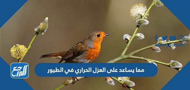 مما يساعد على العزل الحراري في الطيور