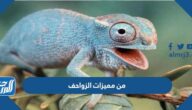 من مميزات الزواحف