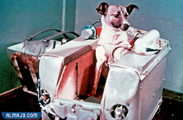 من هو أول كائن قام بالصعود إلى الفضاء