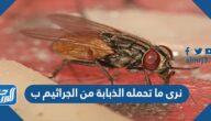 نرى ما تحمله الذبابة من الجراثيم ب