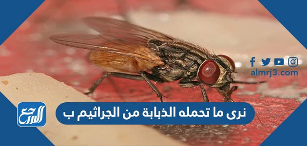 نرى ما تحمله الذبابة من الجراثيم ب