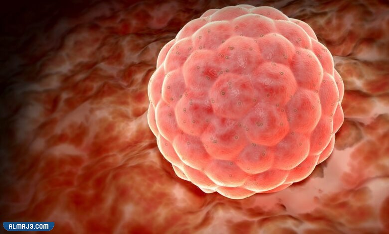 نصائح لتحسين تخصيب البويضة وحدوث الحمل