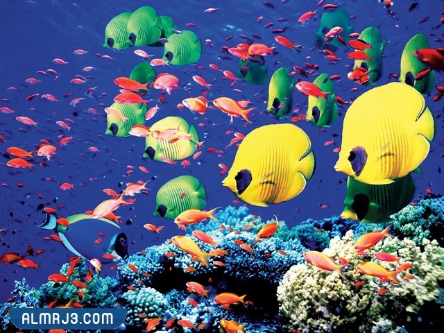 هل الحوت أسرع من القرش والدلافين؟