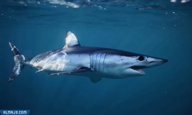 هل الحوت أسرع من القرش والدلافين؟