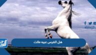 هل الفرس عبيه ماتت