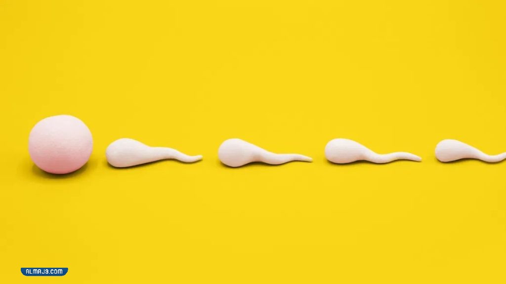 هل المذي يسبب الحمل دون إيلاج؟