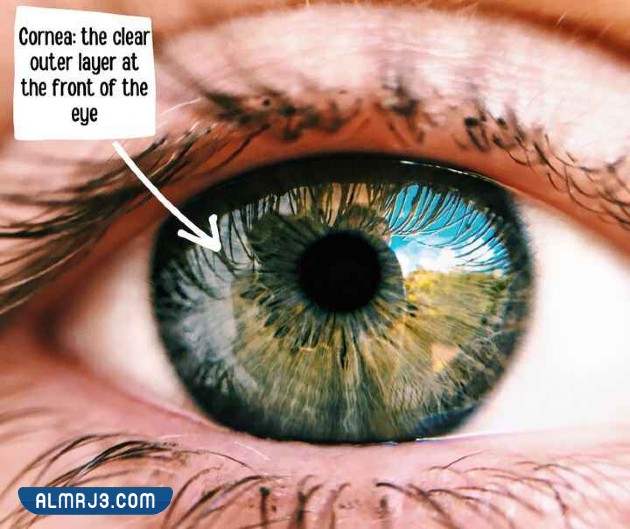 هل تعلم معلومات غريبة قد تكون جديدة عليك بالصور
