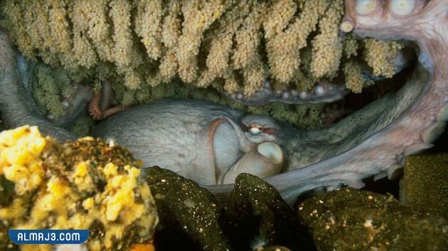 هل تعلم معلومات غريبة قد تكون جديدة عليك بالصور