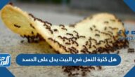 هل كثرة النمل في البيت يدل على الحسد