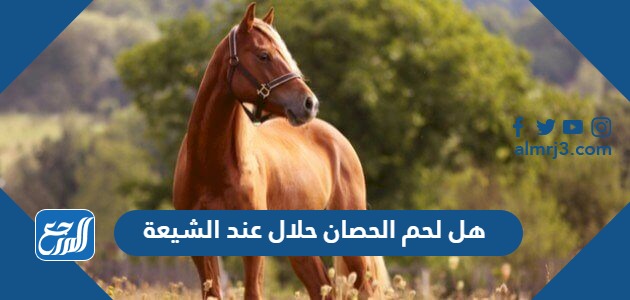 هل لحم الحصان حلال عند الشيعة